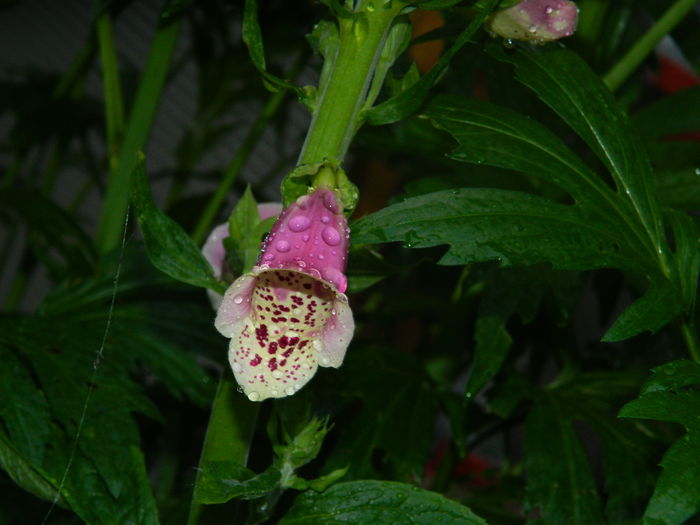 DSCN8627
