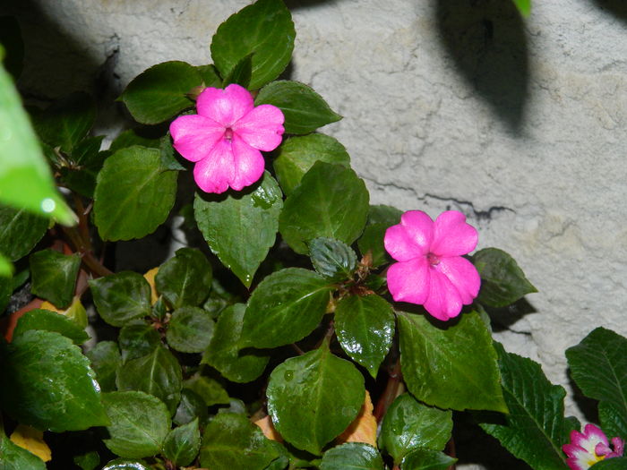 DSCN8633