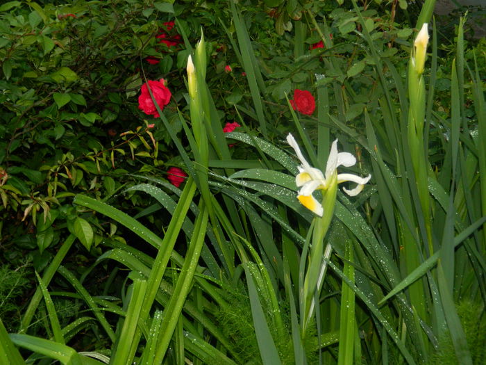 DSCN8641