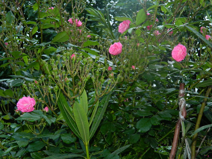 DSCN8661