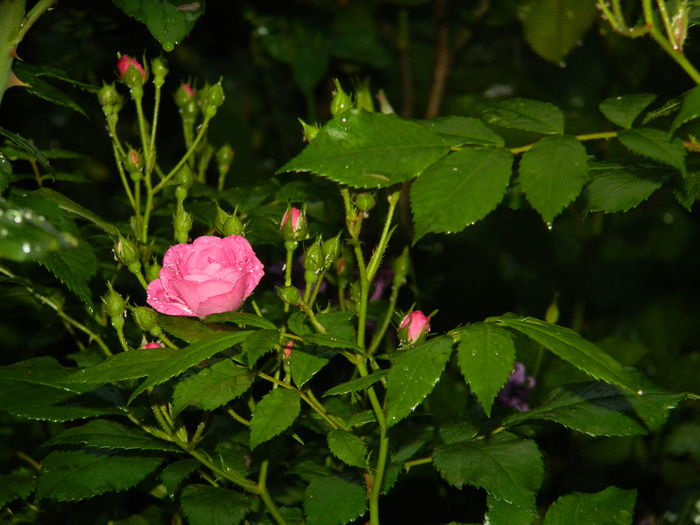 DSCN8662
