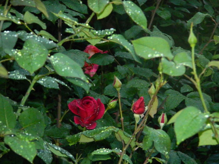 DSCN8663