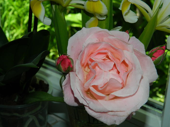 DSCN8688 - 2016 MAI_3