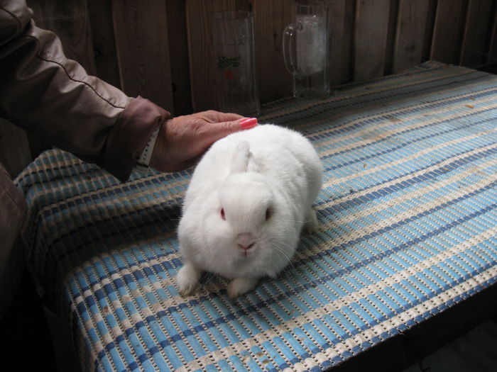 branau expo 048 - Bogl Edith  Hermelin -Hotot