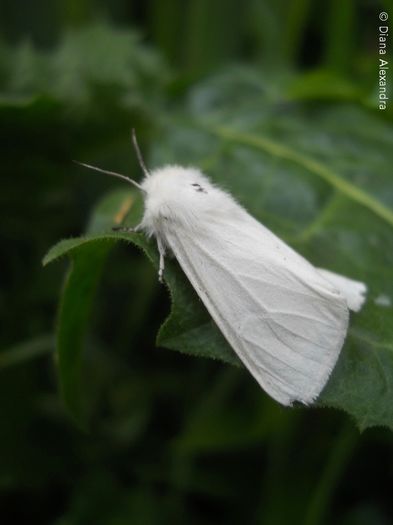 Hyphantria cunea (Drury) adult