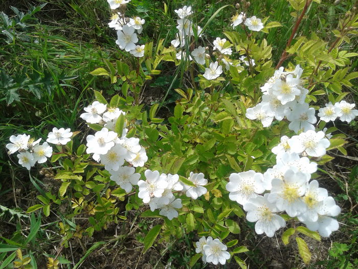 20160516_155015 - Rosa Wichuraiana