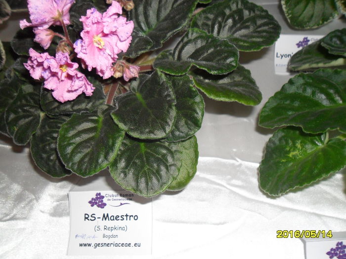 SAM_3006 - Expozitia de violete mai 2016