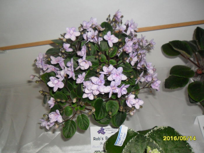 SAM_3007 - Expozitia de violete mai 2016