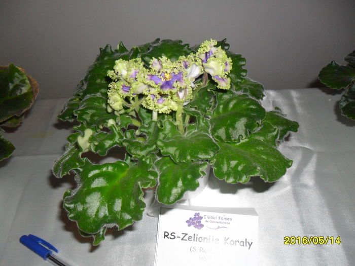 RS Zelionije Koraly - Expozitia de violete mai 2016