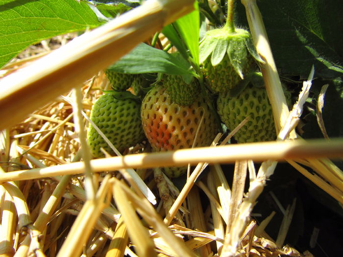 15 mai- Începe coacerea