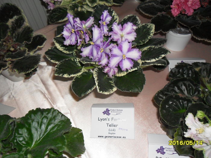 SAM_3034 - Expozitia de violete mai 2016