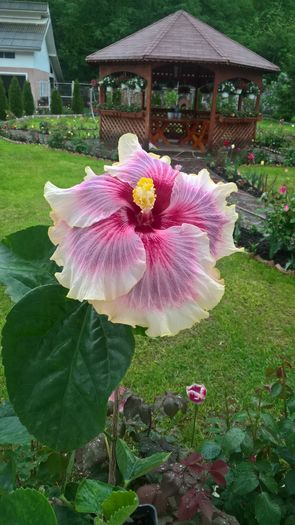 WP_20160516_17_55_10_Pro_LI - Hibiscus Tahitian Taui