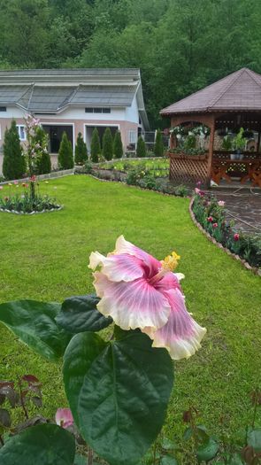 WP_20160516_17_55_32_Pro_LI - Hibiscus Tahitian Taui