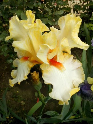 13235152_947543572058804_704887869733543369_o