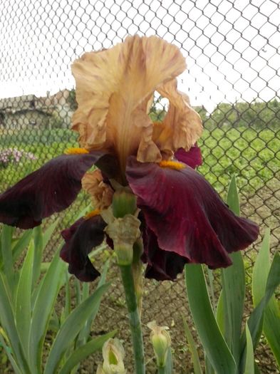 13161881_947543448725483_6296332849061076989_o