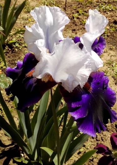 13235652_947347212078440_4584679435912803488_o