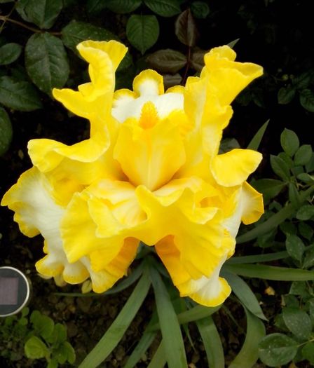 13161891_946972345449260_517244450431292375_o