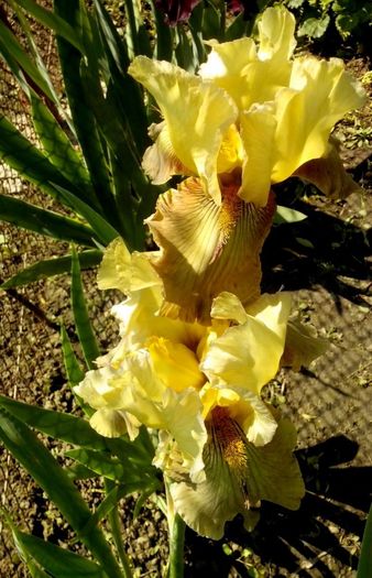 13116452_945887568891071_7952979621802432891_o