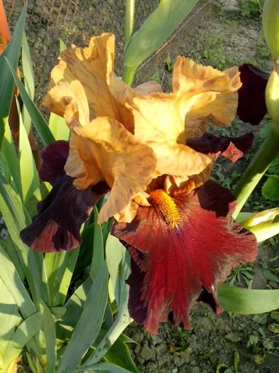 13173166_945922285554266_4034200684113418230_o