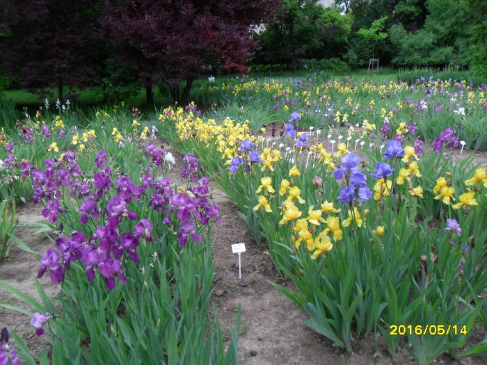 SAM_3055 - Irisi la Gradina Botanica Bucuresti