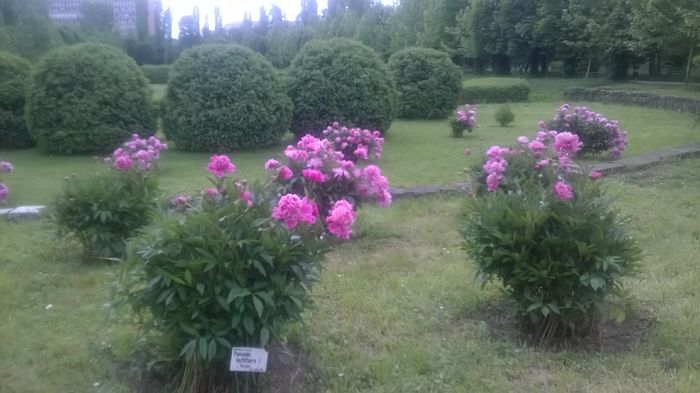 WP_20160514_14_05_28_Pro - Bujori la Gradina Botanica Bucuresti