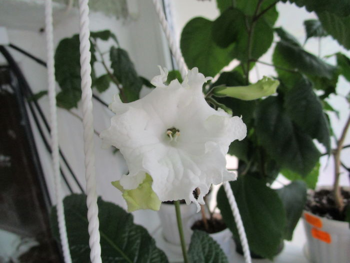 DS-1249 (16-05-2016) - Streptocarpusi 2016