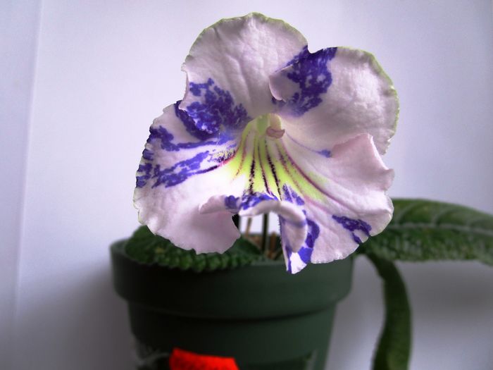 DS-February(16-05-2016) - Streptocarpusi 2016