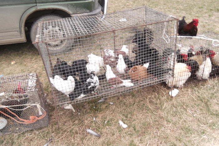 DSCF0568 - targ bulgaria