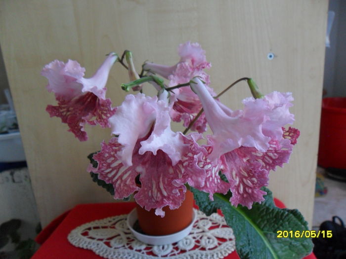 SAM_3089 - Fiona de la Sini