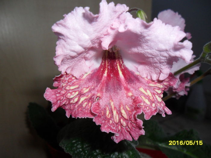 SAM_3090 - Fiona de la Sini