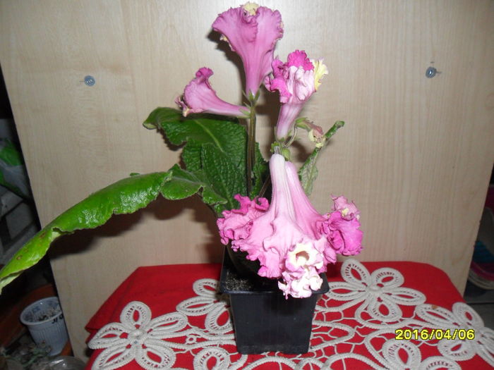 SAM_2788 - Wow de la Siqiiqis