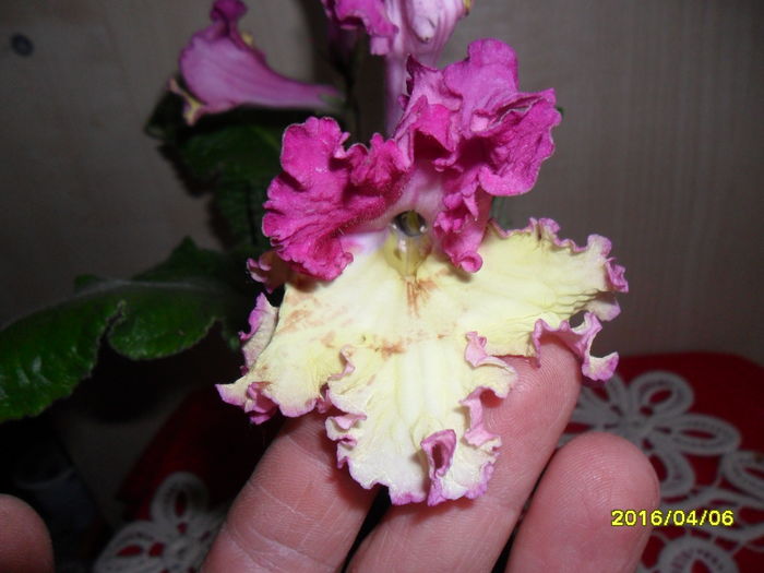 SAM_2789 - Wow de la Siqiiqis