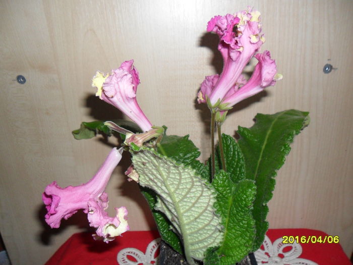 SAM_2790 - Wow de la Siqiiqis