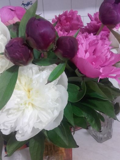 20160516_185937 - Florile mele