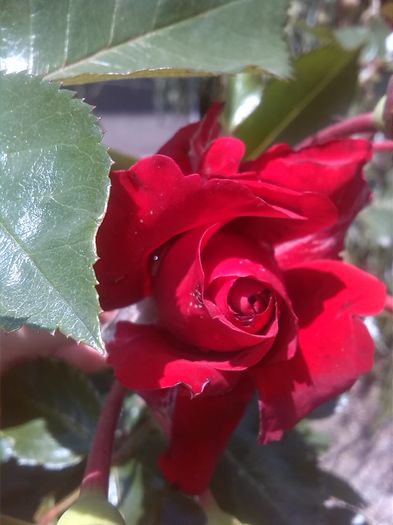 IMG_20160515_114222; Trandafir catarator
