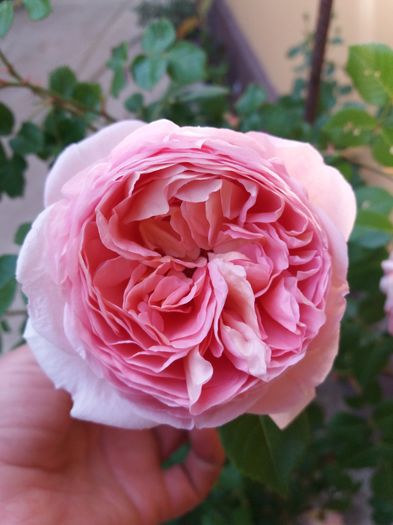 20160515_192703 - Abraham Darby