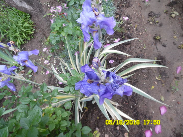 Iris variegat (frunze vargate) - irisi comuni