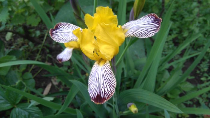 iris pumila; 50cm
