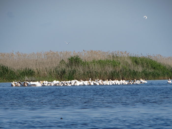 DSC01075 - 3-Salbaticiuni Delta Dunarii