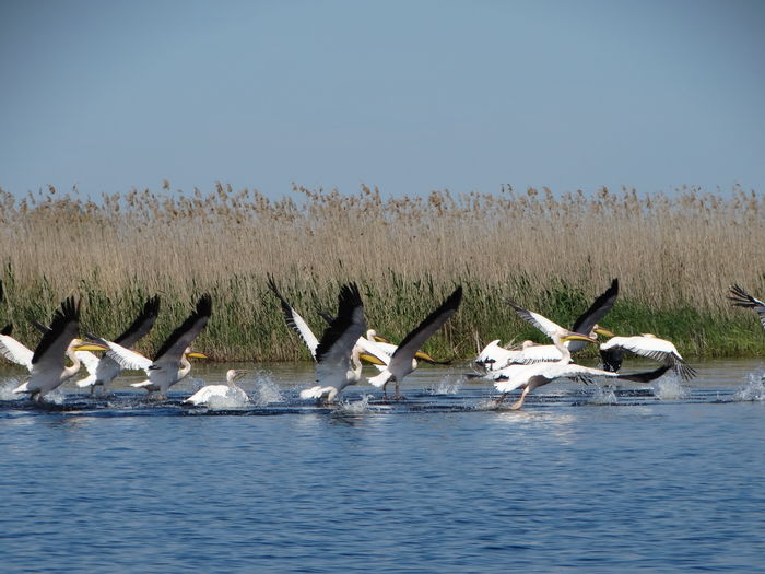 DSC01129 - 3-Salbaticiuni Delta Dunarii