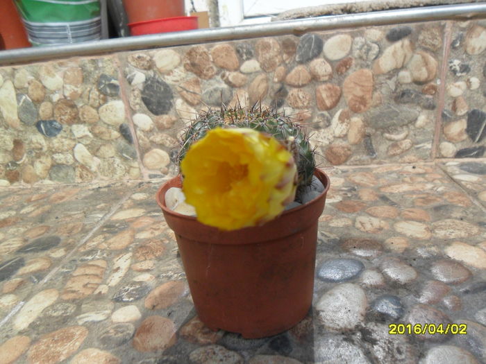 SAM_2753 - Cactusi si suculente 2016