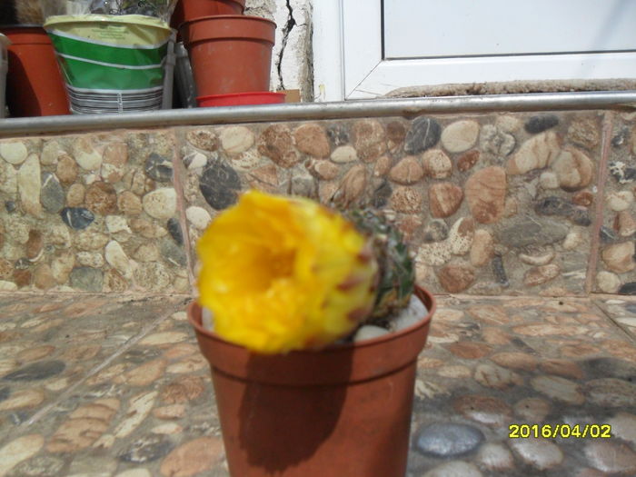 SAM_2754 - Cactusi si suculente 2016