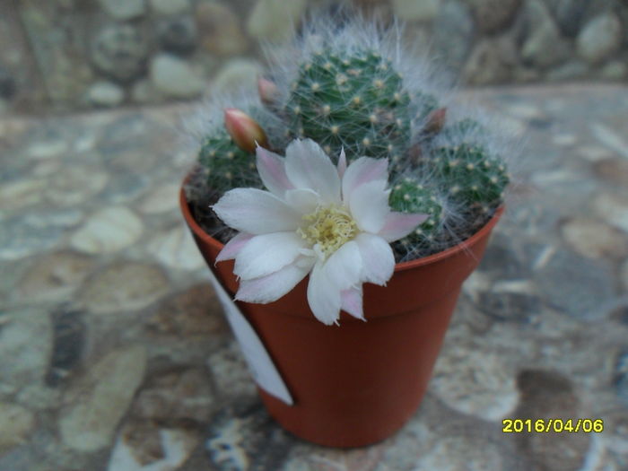 SAM_2775 - Cactusi si suculente 2016