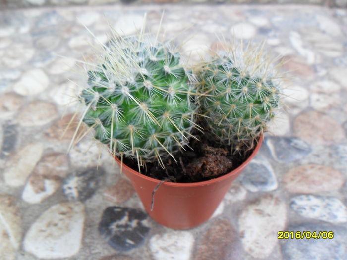 SAM_2782 - Cactusi si suculente 2016