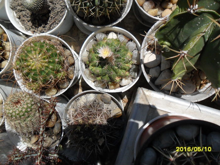 SAM_2961 - Cactusi si suculente 2016