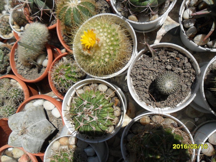 SAM_2962 - Cactusi si suculente 2016
