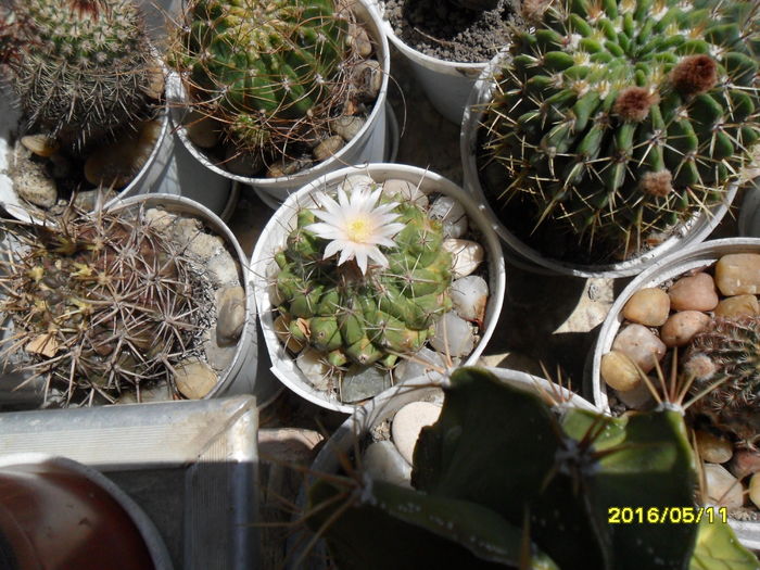 SAM_2972 - Cactusi si suculente 2016