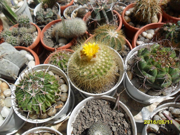 SAM_2974 - Cactusi si suculente 2016