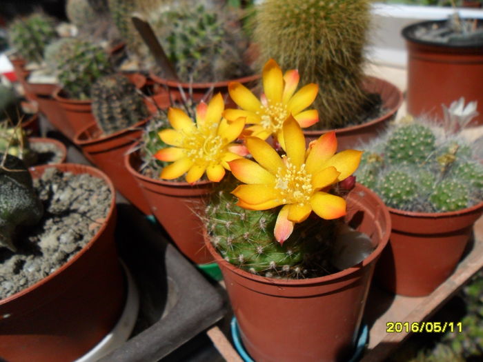 SAM_2976 - Cactusi si suculente 2016