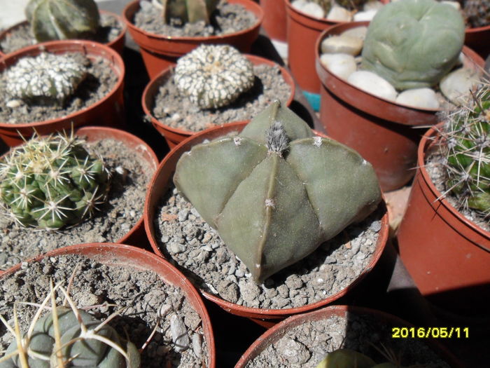 SAM_2977 - Cactusi si suculente 2016
